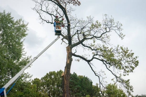 Best Tree Risk Assessment  in Covington, GA