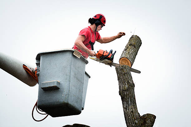 Professional Tree Removal Services in Covington, GA