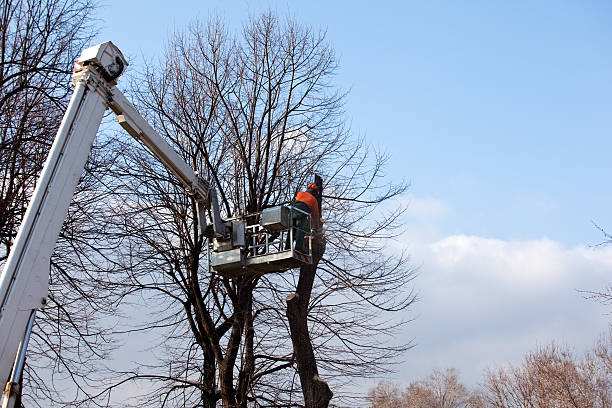 Best Arborist Consultation Services  in Covington, GA